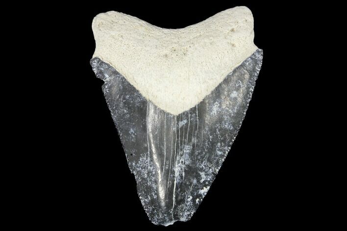 Fossil Megalodon Tooth - Florida #103368